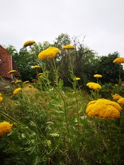 Achillea filipendulina