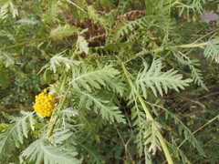 Achillea filipendulina