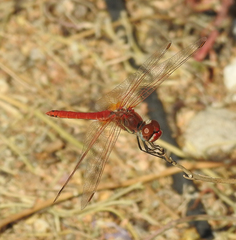 Sympetrum fonscolombii