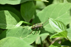 Trichoxys labyrinthicus