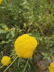 Achillea filipendulina