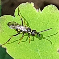 Ceropales maculata