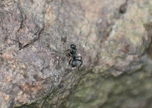 Formica subcyanea