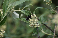 Copestylum mexicanum