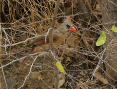Cardinalis cardinalis mariae