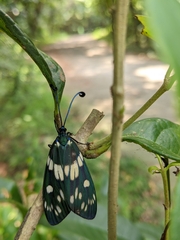 Eterusia aedea formosana