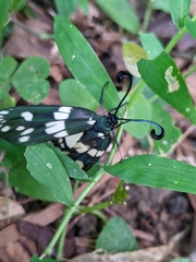 Eterusia aedea formosana