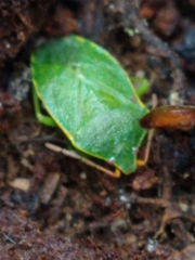 Sinopla perpunctatus