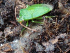 Sinopla perpunctatus
