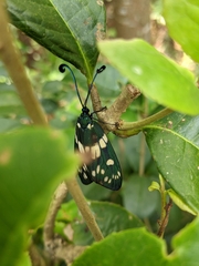 Eterusia aedea formosana