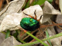 Erachtheus lutulentus