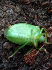 Sinopla perpunctatus