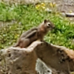 Callospermophilus lateralis lateralis