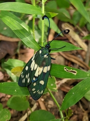 Eterusia aedea formosana