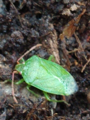 Sinopla perpunctatus