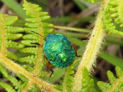 Erachtheus lutulentus