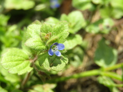 Veronica opaca