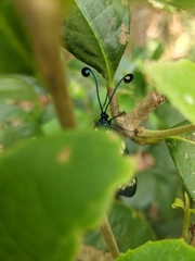 Eterusia aedea formosana