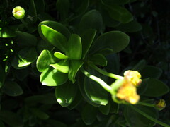 Othonna arborescens