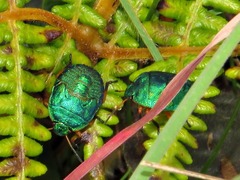 Erachtheus lutulentus