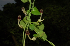 Ceropegia bulbosa