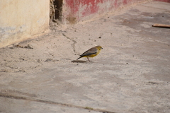 Sicalis uropygialis