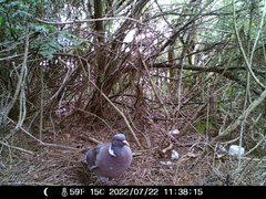 Columba palumbus