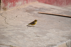Sicalis uropygialis