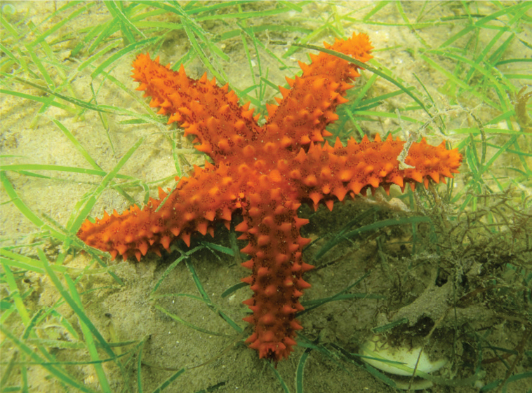 orange knobby star