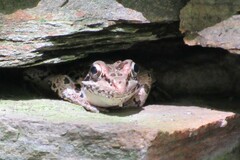 Lithobates palustris