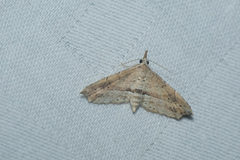 Hypenagonia