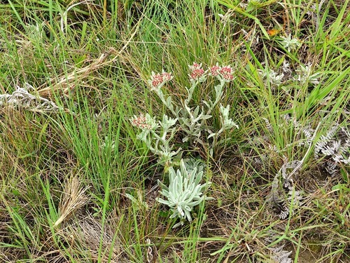 Helichrysum spiralepis image