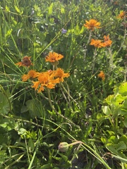 Raillardella pringlei