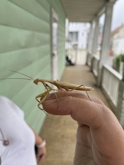 Mantis religiosa