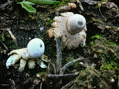 Geastrum minimum