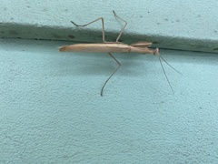Mantis religiosa