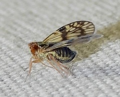 Bothriocera maculata