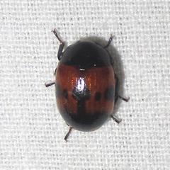 Diaperis nigronotata