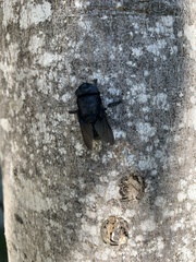 Cuterebra tenebrosa