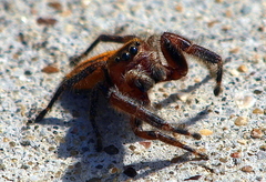 Phidippus pius