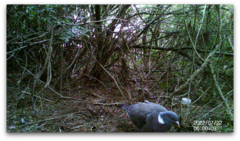 Columba palumbus