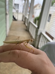 Mantis religiosa