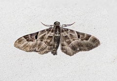 Physetobasis griseipennis