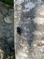 Cuterebra tenebrosa