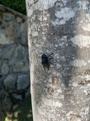 Cuterebra tenebrosa