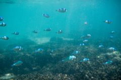 Chromis viridis
