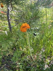 Raillardella pringlei