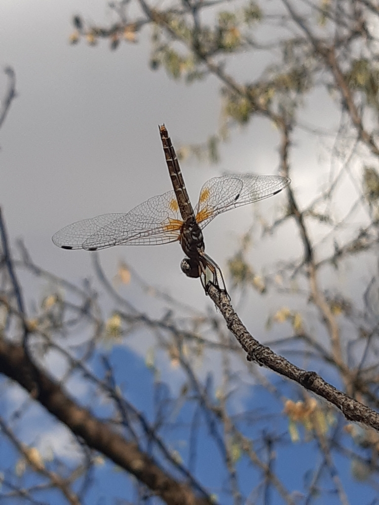 Orange-winged Dropwing