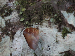Abrota ganga formosana