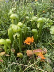 Raillardella pringlei